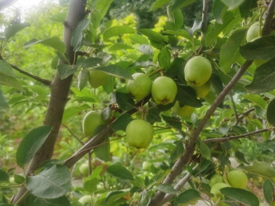 散文 | 马玉凤：难忘那片茅草地