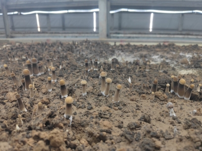 武城：黑皮鸡枞破土成金 