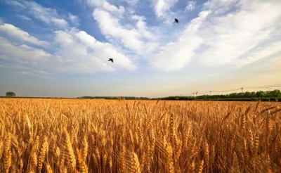 散文｜张居明：难忘那年麦收