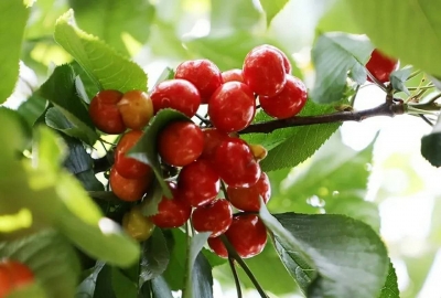 诗 | 满春重：立秋二首