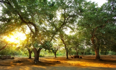 5年投入100多万元 | 夏津：为千年古树“疗伤”“治未病”