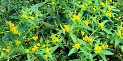 临邑县农业农村局开展防除黄顶菊宣传