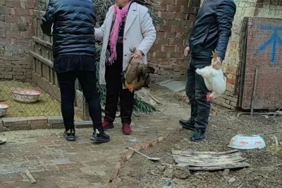 【小案事不小，小案不小办】随案执行“三只鸡”的故事 古稀老人离婚“风波”