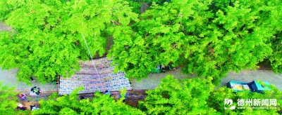 诗｜贺心刚：游“黄河故道森林公园”有感