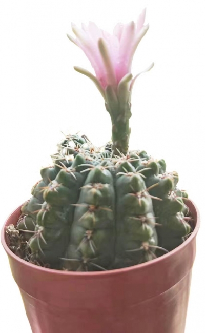 诗｜王书生：仙人球