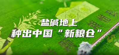 山东“丰”景图鉴丨有一种金秋的喜悦 是在盐碱地上种出中国“新粮仓”！