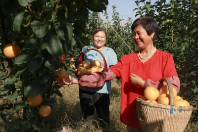 乐陵：废弃地变身蜜梨园