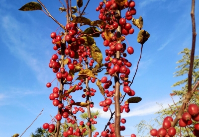 诗｜王书生：秋叶
