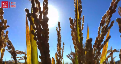特别策划｜《乡村振兴齐鲁样板一一村村有好戏》宣传片#乡村振兴齐鲁样板#村村有好戏#山东
