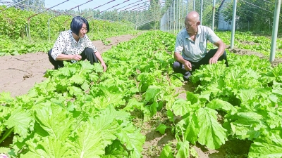 天衢新区杨集村党支部 | 领办合作社 强村富民产业兴