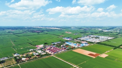 丰收节特刊 | 刘桥镇：党建领航 绘就乡村振兴新画卷