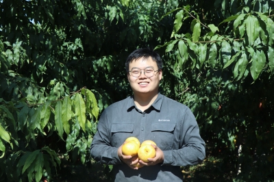 庆云县尚堂镇：黄桃满枝头 增收有盼头