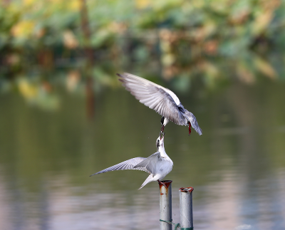 影 · 韵 | 张立新：临江仙•长河晨雾（二首）