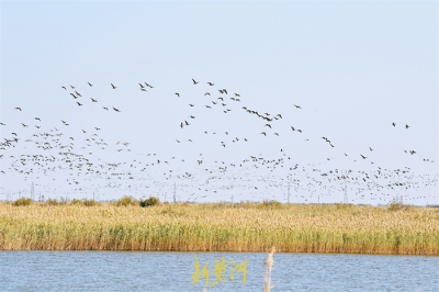 家住黄河边 | 候鸟变“留鸟”，黄河边这群“护鸟使者”们建了座“鸟类国际机场”