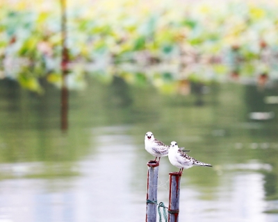 今周末｜夜游董子文化街（外二篇 • 首）