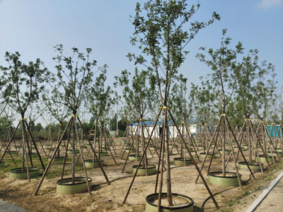 德州园林：“解锁”容器育苗新技术