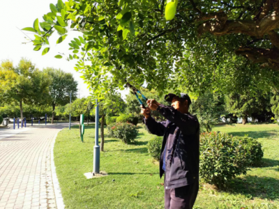 德城火车站广场管理中心：有序推进秋季绿化管养工作