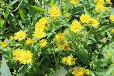 庆云县尚堂镇：旋覆花成“致富花”  特色种植促增收