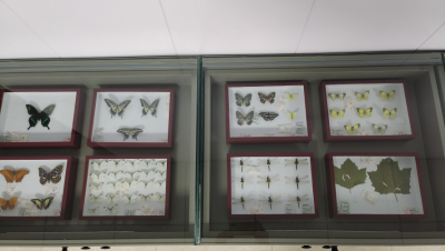 德州园林：建立有害生物标本科普展览室