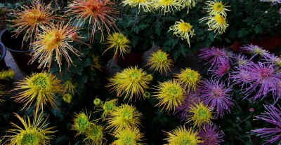 今周末｜那件手工编织的旧毛衣（外三篇 • 首）