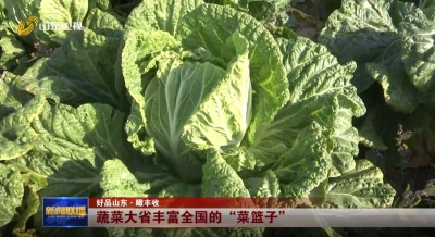 好品山东·瞰丰收丨蔬菜大省丰富全国的“菜篮子”