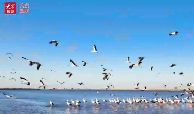 新时代黄河故事①｜万物在这里共生