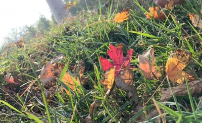 诗｜康丙云：深秋诗二首