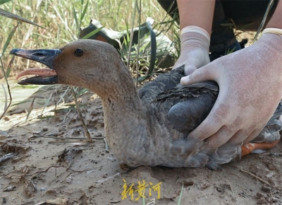 家住黄河边 | 候鸟变“留鸟”，黄河边“护鸟使者”建了座“鸟类国际机场”