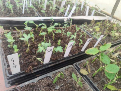 繁育苗木出新招 | 德州园林：扦插苗木60余种2000余株