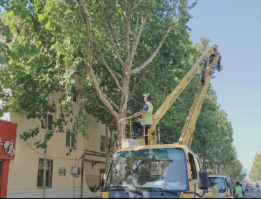德城园林积极防治美国白蛾