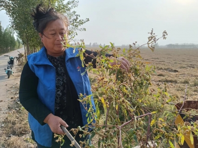 齐河一网格员发现外来物种入侵，快速反应解决隐患