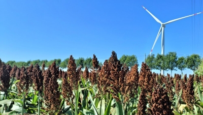 乡村振兴 | 盐碱地里话丰产