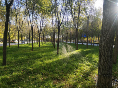 德州园林：开展防冻水浇灌 确保绿植安全越冬