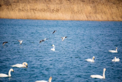 倡议书：关注野生动物保护 建设生态文明夏津
