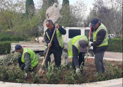 德城园林：紧抓有利时机 积极做好苗木补植