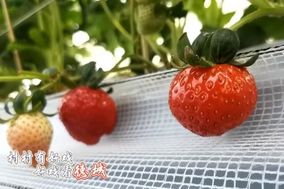 乡村振兴齐鲁样板 村村有好戏 | 德城区：“莓”好时光 “味”你而来