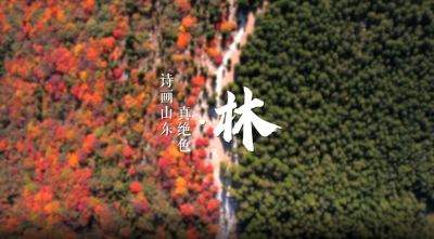 诗画山东真绝色·林｜齐鲁大地“长”出万种风情