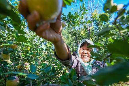 庆云县金秋金镜头：满目皆丰景  处处秋收忙