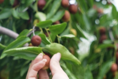 乡村振兴齐鲁样板 村村有好戏 | 乐陵金丝小枣熟了！走，到千年枣林吃枣去！