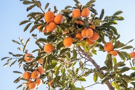 德城区二屯镇：运河边的柿子又熟了