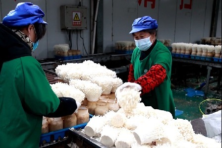 “共富蘑方”致富良方