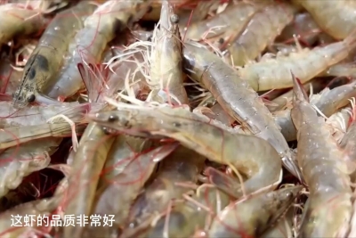 乡村振兴齐鲁样板 村村有好戏 | 庆云县：300亩南美白对虾喜获丰收 年收入达600万元