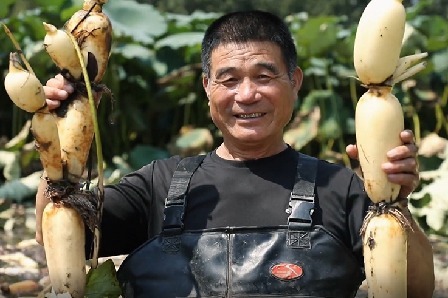 禹城市房寺镇：坑塘变荷塘 千亩莲藕迎来采收期