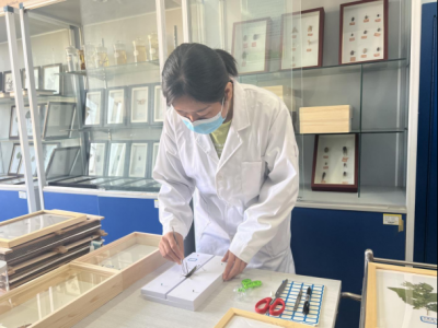 德州市园林设计院：构建园林植物病虫害标本库