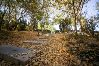 秋韵正浓！德州多景区实施“落叶缓扫”，让市民尽赏秋色