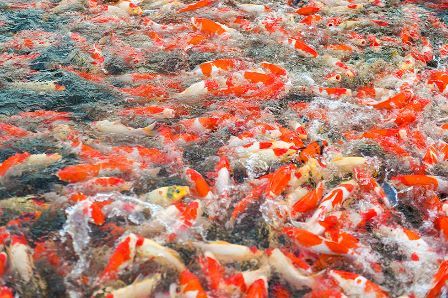 庆云县金秋金镜头：蟹肥鱼美正当时