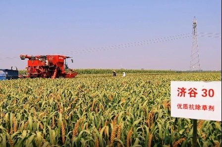 507.6公斤！德州新选育谷子品种亩产创新高