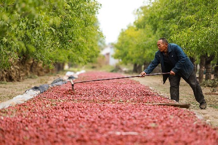 乐陵市：乐陵枣飘香 农民秋晒忙