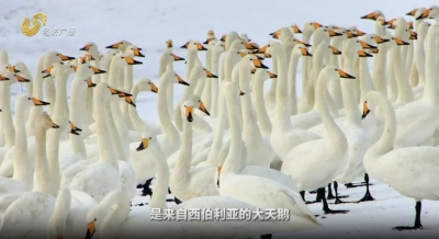 天鹅沐雪 灵动荣成