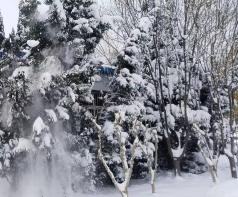 诗｜张建华：雪二首